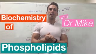 Phospholipids  Biochemistry [upl. by Monjan]