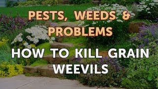 How to Kill Grain Weevils [upl. by Idnac]