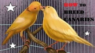 How to Breed Canaries [upl. by Lelia]