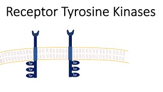 Receptor Tyrosine Kinases  RTK [upl. by Solly]