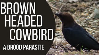 Brown Headed Cowbirds  A Brood Parasite [upl. by Walters]