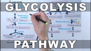 Glycolysis Pathway [upl. by Jorie]