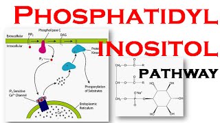 Phosphatidylinositol pathway [upl. by Harshman631]