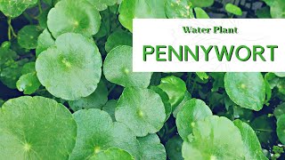 Aquatic Plant  Pennywort • Hydrocotyle [upl. by Marbut590]