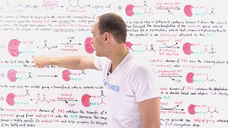 Fatty Acid Synthesis [upl. by Kall]