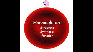 Part 3 Haemoglobin  Structure Synthesis Types and Function [upl. by Anadroj249]