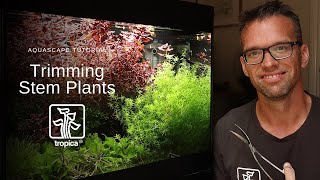 Aquascape Tutorial  Trimming Stem Plants [upl. by Emlin]