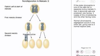 Chromosome Nondisjunction Animation [upl. by Andree]