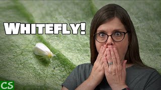 Whitefly Treatment for Plants  How to Control Whiteflies [upl. by Jany]