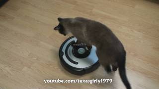 Cat shows HOW TO use iRobot Roomba Vacuum [upl. by Nuawaj80]