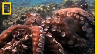 Octopus Mating  National Geographic [upl. by Sivrahc]