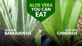 Which Aloe Vera is Edible [upl. by Assira579]