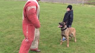 personal  family protection dog training [upl. by Leboff]