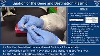 Ligation with T4 DNA Ligase [upl. by Alekat603]