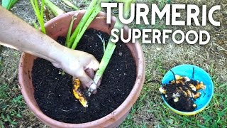 How To Grow Turmeric  Antiinflammatory Antioxidant Cancer Fighting [upl. by Eilarol]