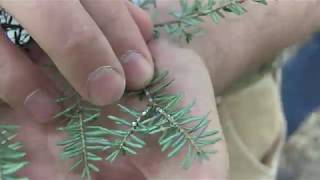 Hemlock Woolly Adelgid [upl. by Aaren]