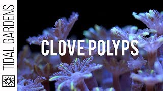 Care Tips for Clove Polyps [upl. by Ham809]