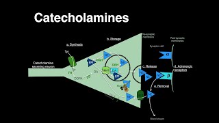 Catecholamines Norepinephrine Epinephrine [upl. by Eemaj]