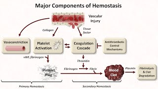 Hemostasis Lesson 1  An Introduction [upl. by Saiff721]