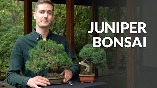 Juniper Bonsai tree care [upl. by Louisa145]