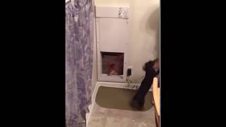 Dachshund and Pomeranian family use the Power Pet Door [upl. by Ahsirhcal612]