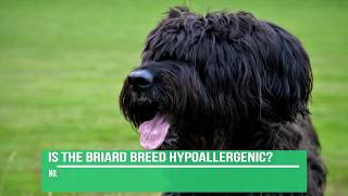 Briard Dog Breed Information  Briard Facts briard [upl. by Leilani]