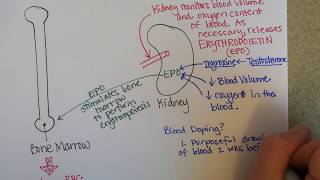 Erythropoiesis Red Blood Cell Formation [upl. by Enerual]