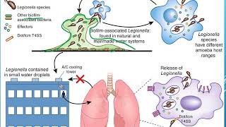 Legionella pneumophila [upl. by Christan]