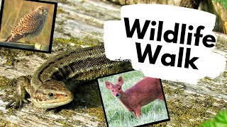 Common Lizards and the wildlife of RSPB Strumpshaw fen Norfolk [upl. by Shirley743]