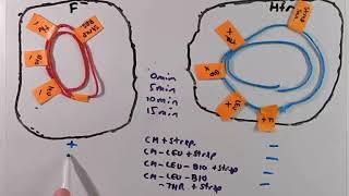 Bacterial Gene Mapping Using Conjugation [upl. by Nodlew]