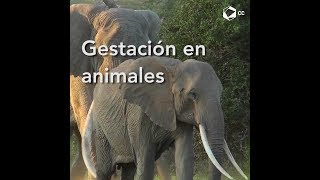 Periodos de gestación en animales  Estilo de Vida [upl. by Einwahr]