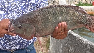 Criadero de Mojarra Tilapia en Loma Bonita [upl. by Eelamme]