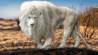 Rarest amp Most Unique Lions In The World [upl. by Nodyarb]