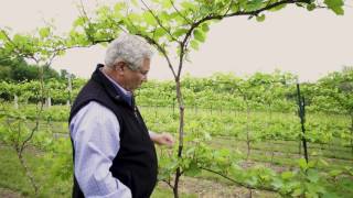 Between The Vines Marquette Grapes Trellis System [upl. by Nordgren563]