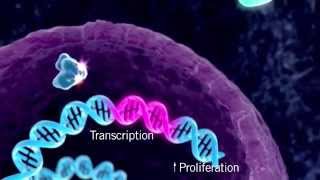 The HER Signaling Pathway [upl. by Sivatco]