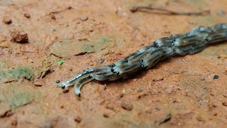 Fungus Gnat Larvae Travelling in Procession [upl. by Jeff33]