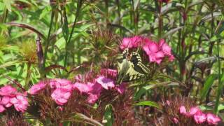 Swallowtail Butterfly Strumpshaw Fen [upl. by Attekram]