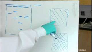 Electrophoresis How to Read Results [upl. by Gnut]