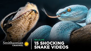 15 Shocking Snake Videos 🐍 Smithsonian Channel [upl. by Roxanne]