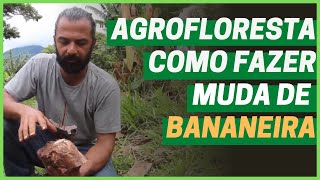 AGROFLORESTA  COMO FAZER MUDAS DE BANANEIRA E COMO PLANTAR  Cortes do Chico Abelha [upl. by Gem]