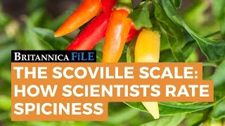 BRITANNICA FILE The Scoville Scale—How science rates spicy  Encyclopaedia Britannica [upl. by Lesli]