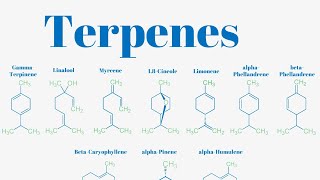 Terpenes And Isoprene Units Explained [upl. by Kev]