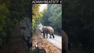 Elephant STOPS Traffic [upl. by Lyrrad687]