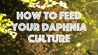 How To Feed Your Daphnia Culture [upl. by Jona940]