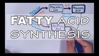 Fatty Acid Biosynthesis  Part II [upl. by Ised]