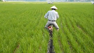 Success Of Rice Farming Japan  Planting amp Harvesting [upl. by Dorelle]