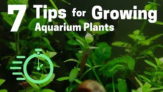 7 Tips for Growing Freshwater Plants in an Aquarium [upl. by Ansell472]