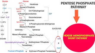 Pentose Phosphate Pathway  Hexose monophosphate shunt pathway [upl. by Aitsirt]