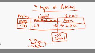 Graded vs Action Potential [upl. by Hayidah]