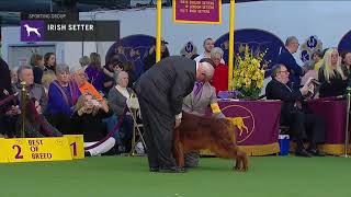 Irish Setter  Breed Judging 2019 [upl. by Oinafipe]